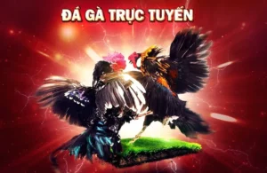 Hướng Dẫn Cách Chơi Đá Gà WS168 Tại MMLive: Bí Quyết Thắng Lớn